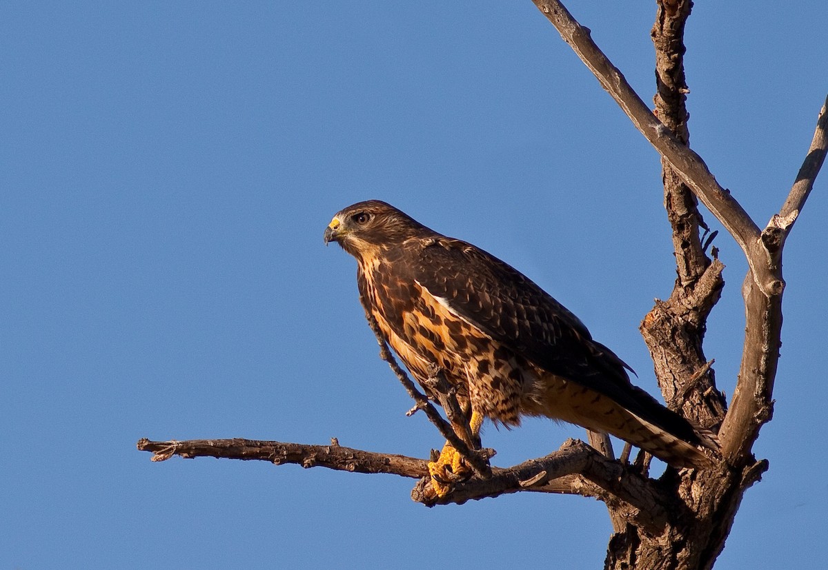 Buse de Swainson - ML646402848