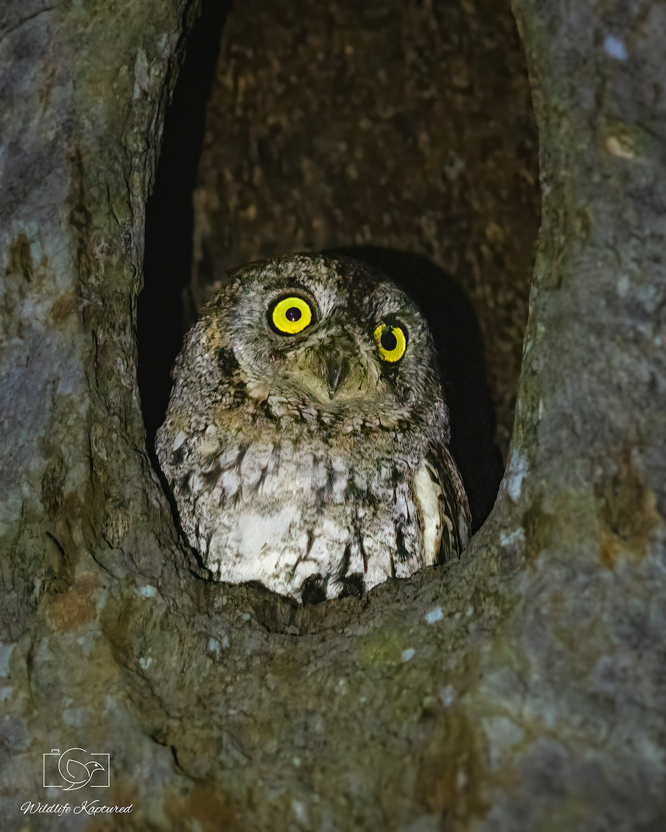 Oriental Scops-Owl - ML646402849