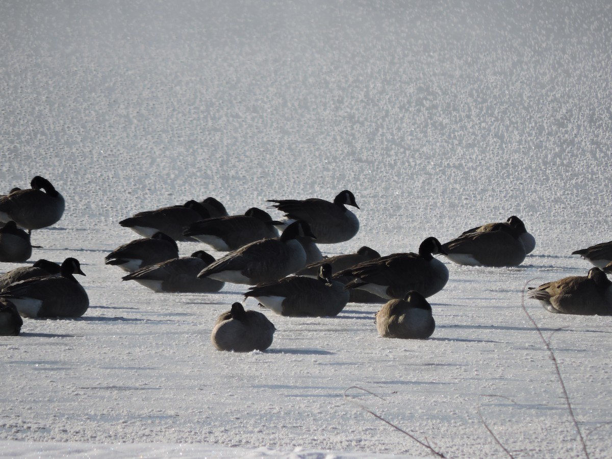 Canada Goose - ML646402864