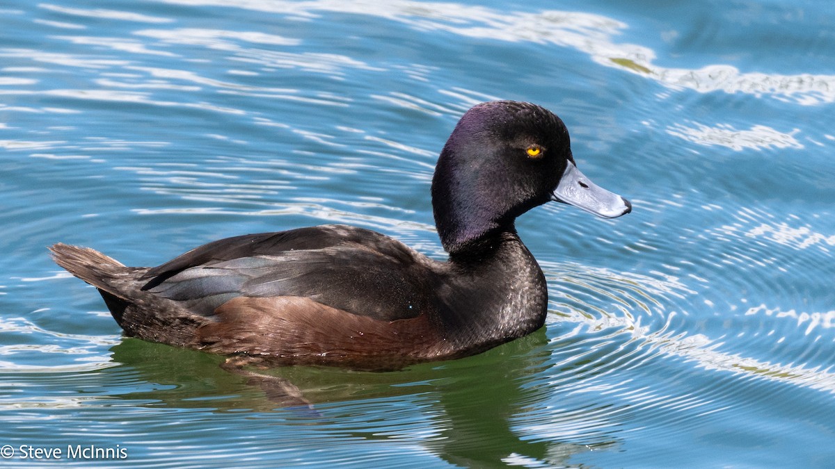 ニュージーランドスズガモ - ML646402865