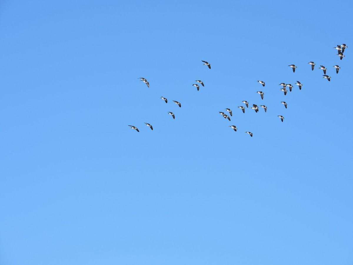 Canada Goose - ML646402866