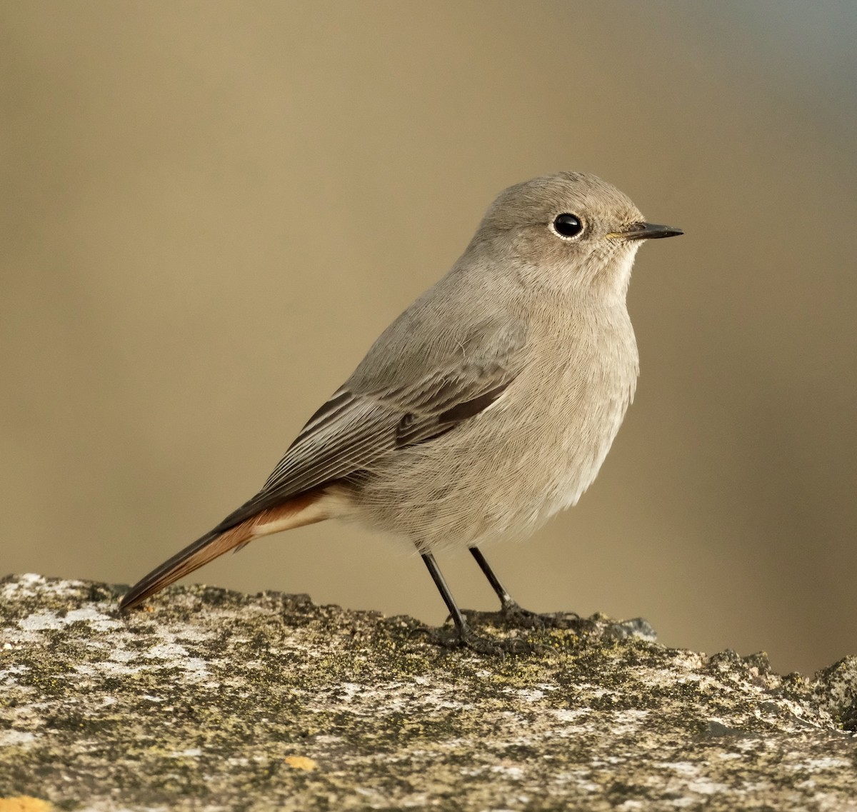 Black Redstart - ML646402867