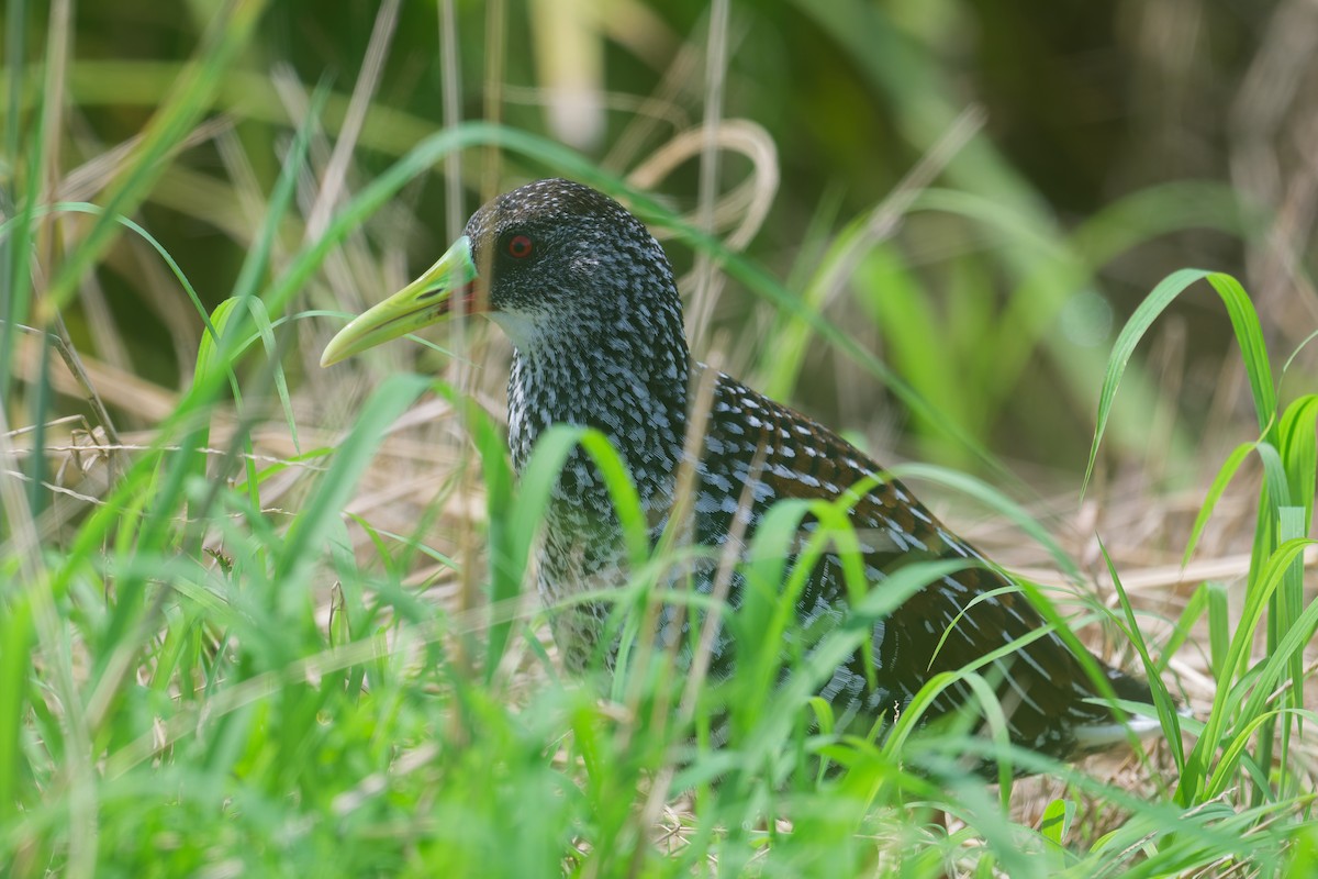 Spotted Rail - ML646402872