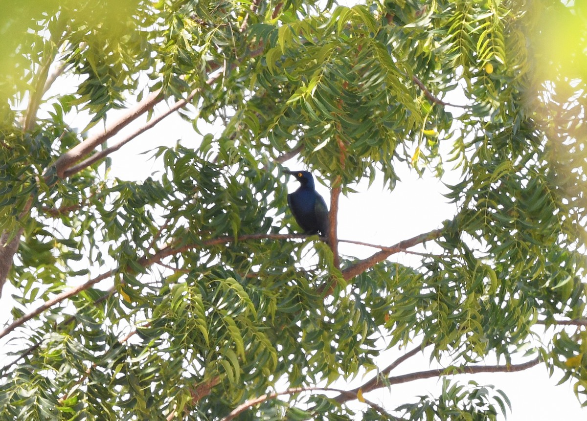 Purple Starling - ML646402873