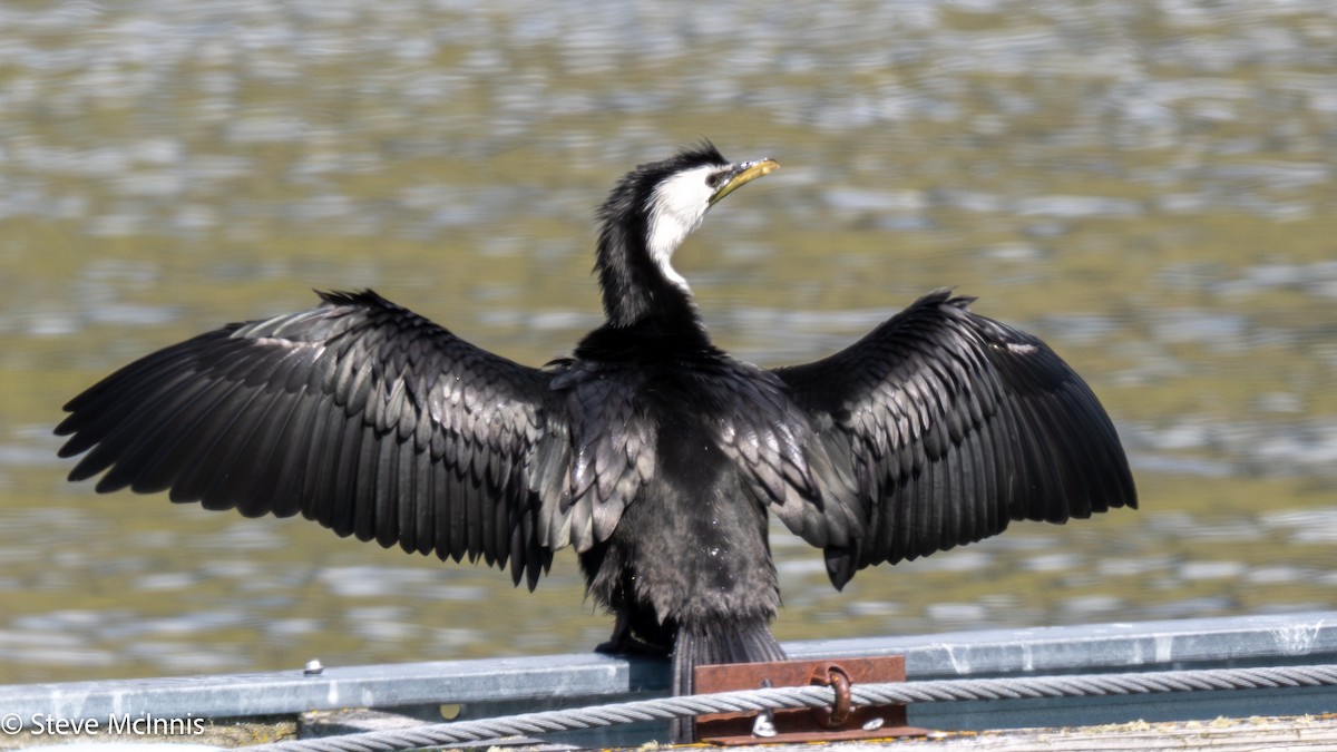 シロハラコビトウ - ML646402876