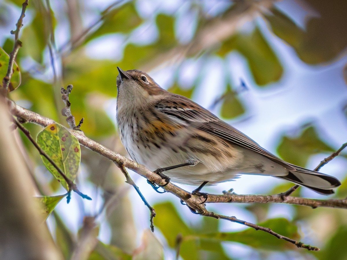 Yellow-rumped Warbler - ML646402877