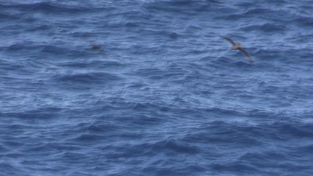 Great-winged Petrel - ML646402878