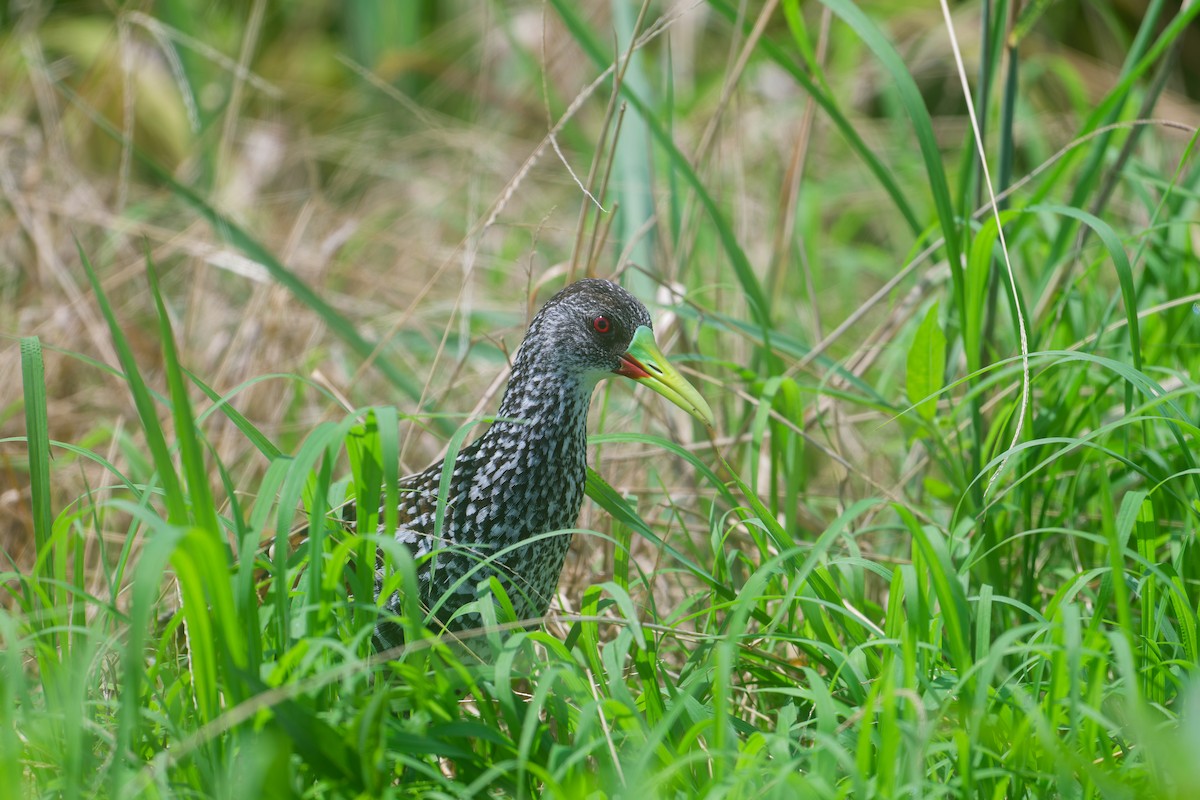 Spotted Rail - ML646402879