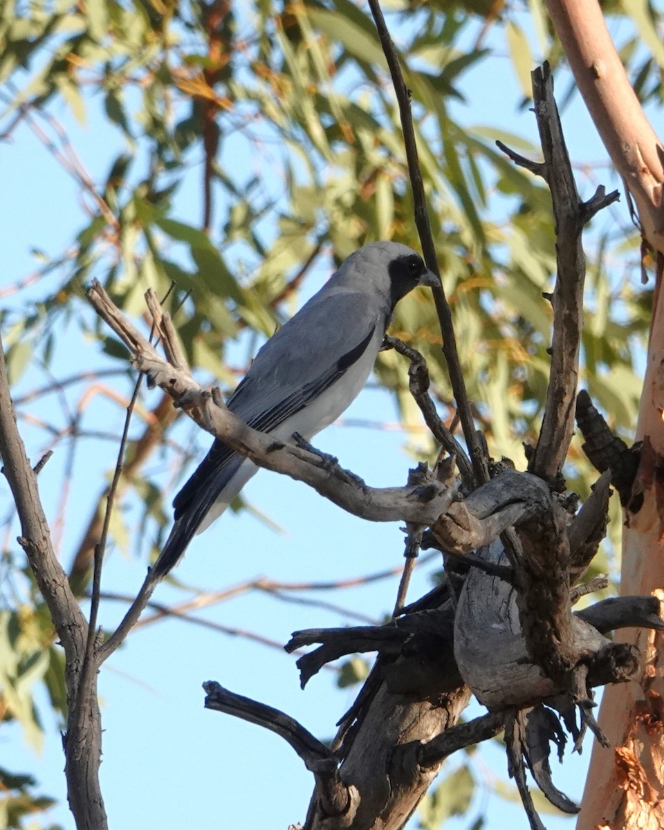 Black-faced Cuckooshrike - ML646402888