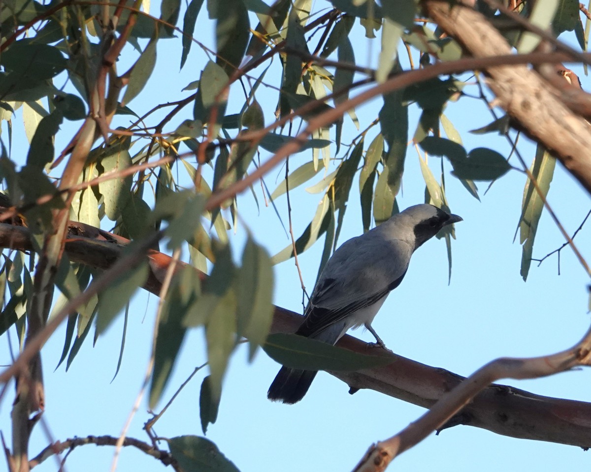 Black-faced Cuckooshrike - ML646402889