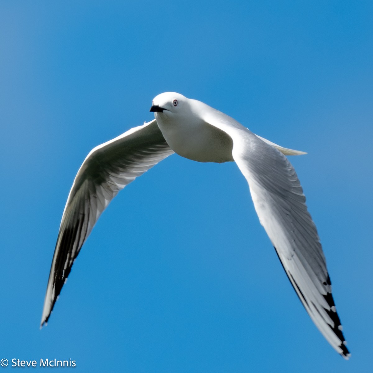 ハシグロカモメ - ML646402892