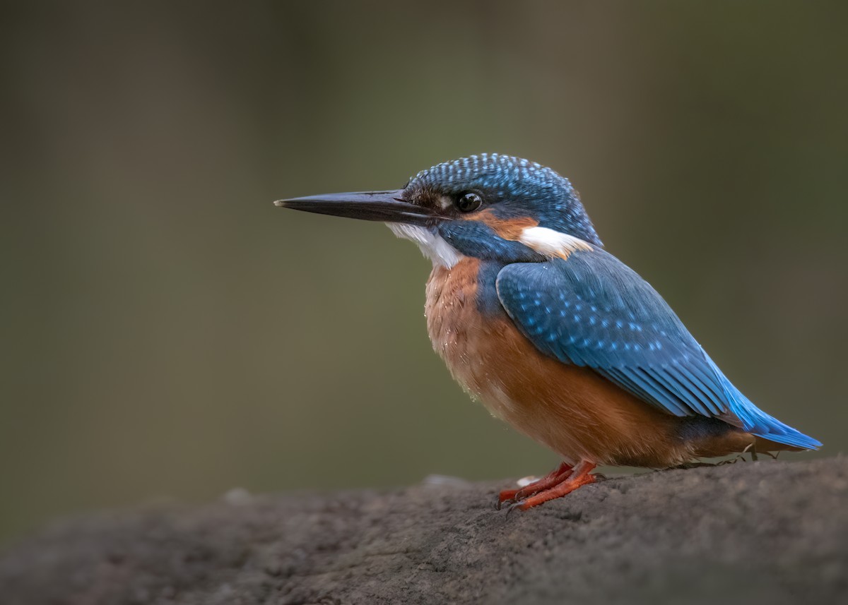 Yalıçapkını - ML646402893