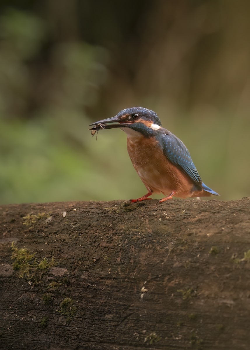 Common Kingfisher - ML646402894