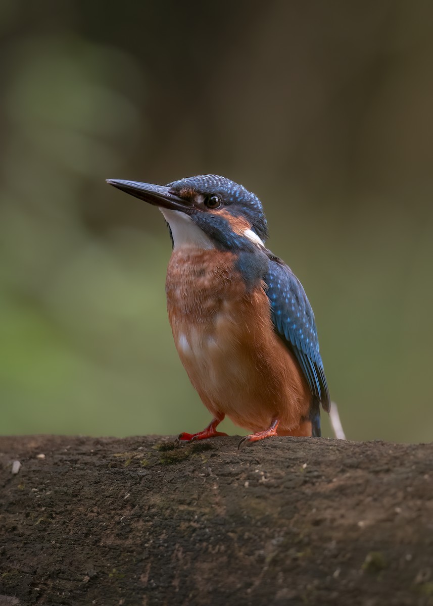 Yalıçapkını - ML646402895