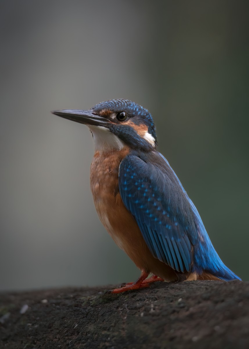 Yalıçapkını - ML646402896