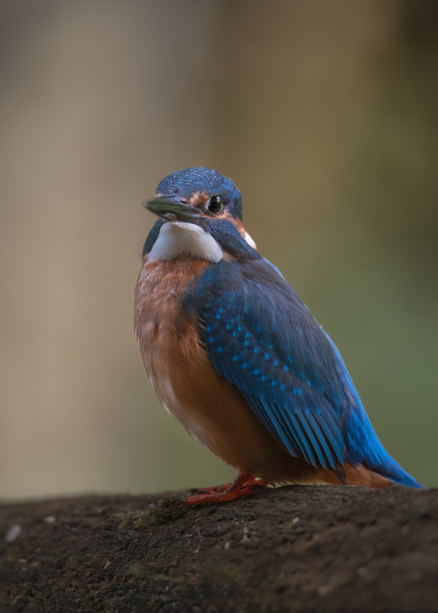 Yalıçapkını - ML646402897