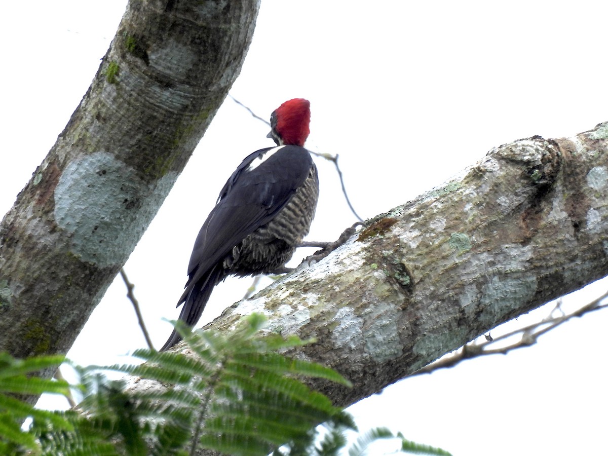 Lineated Woodpecker - ML646402898