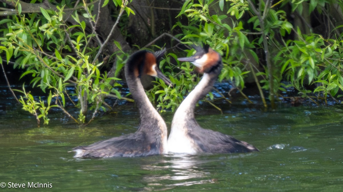 カンムリカイツブリ - ML646402899
