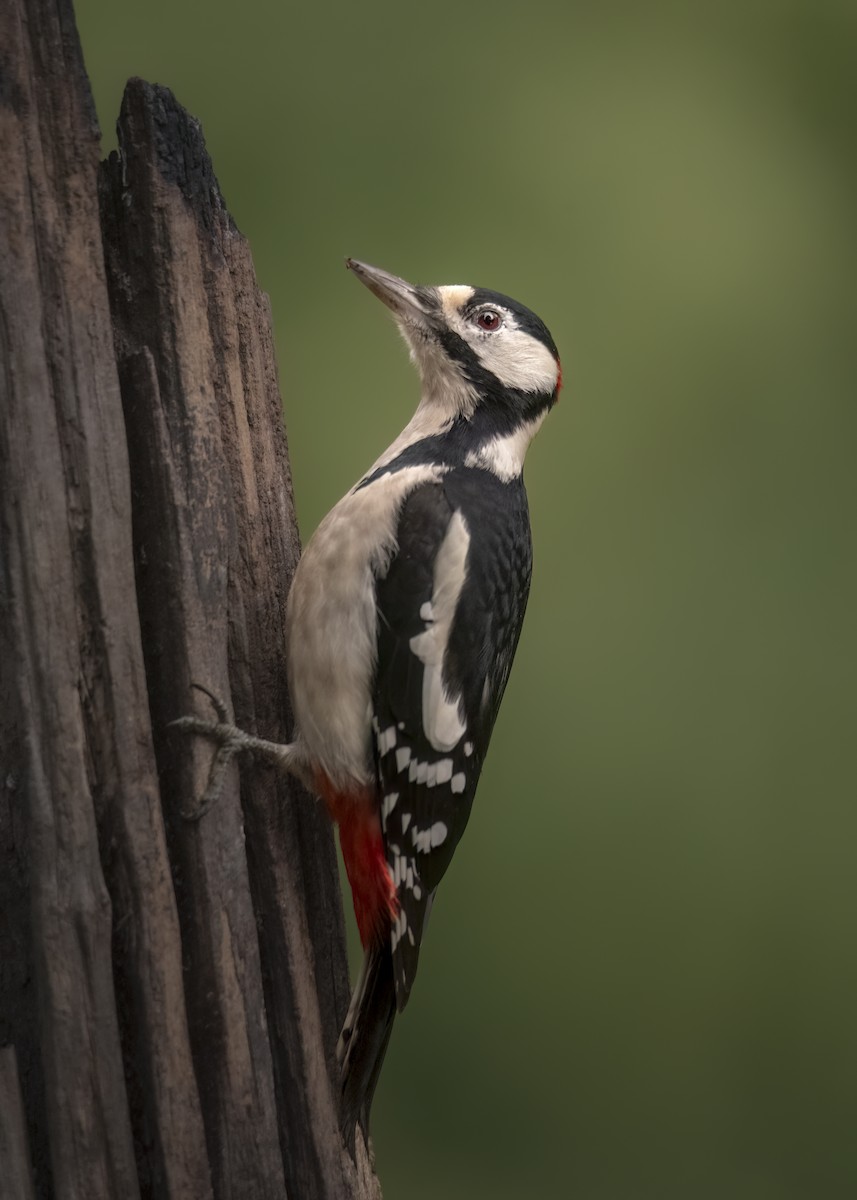 Great Spotted Woodpecker - ML646402900