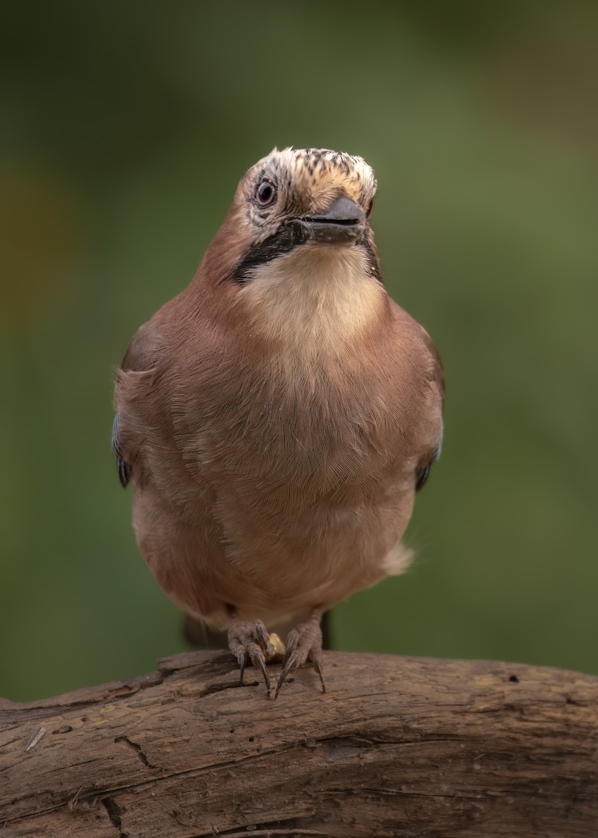 Eurasian Jay - ML646402901