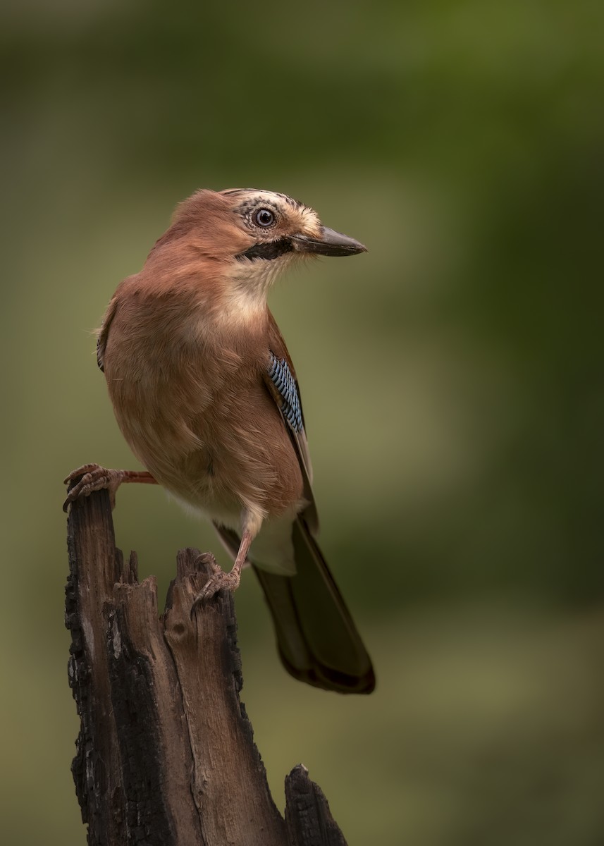 Eurasian Jay - ML646402902