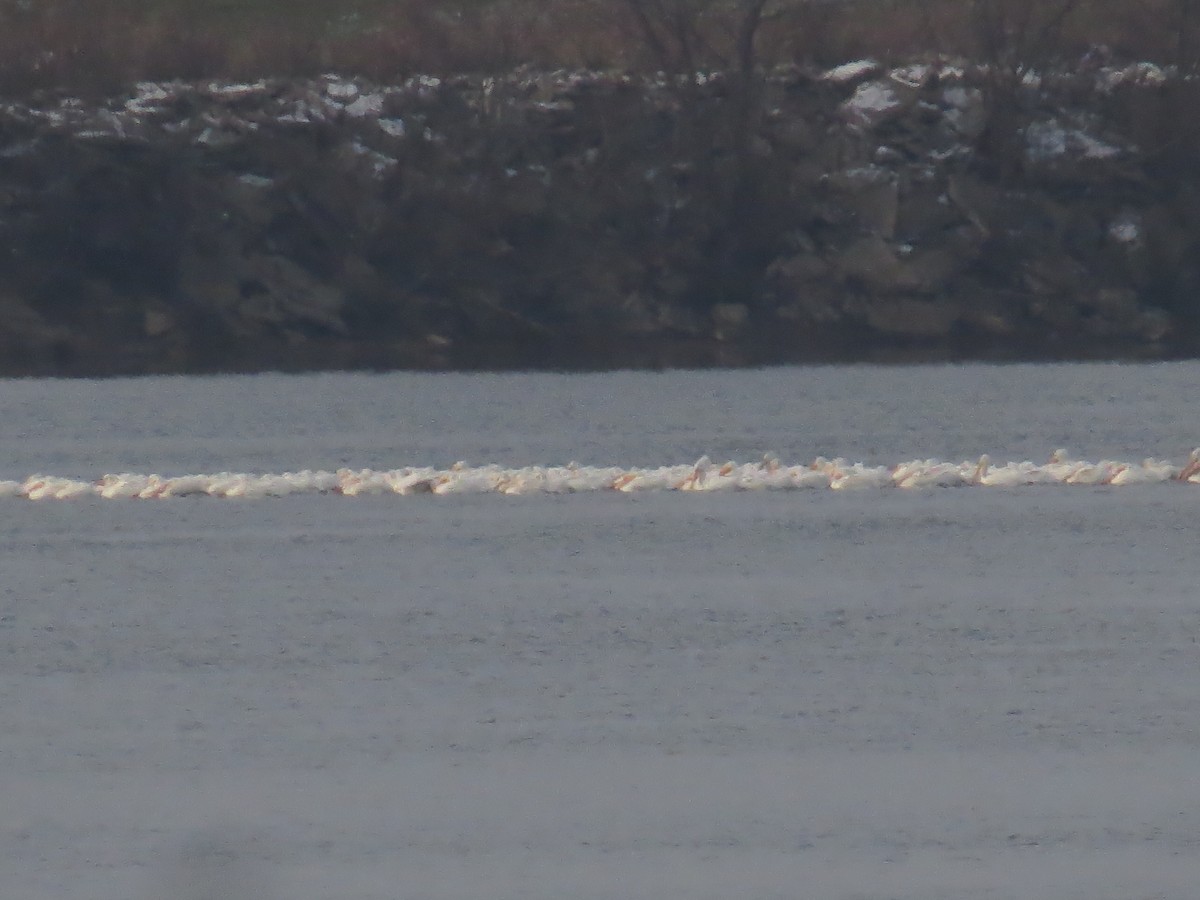 American White Pelican - ML646402904