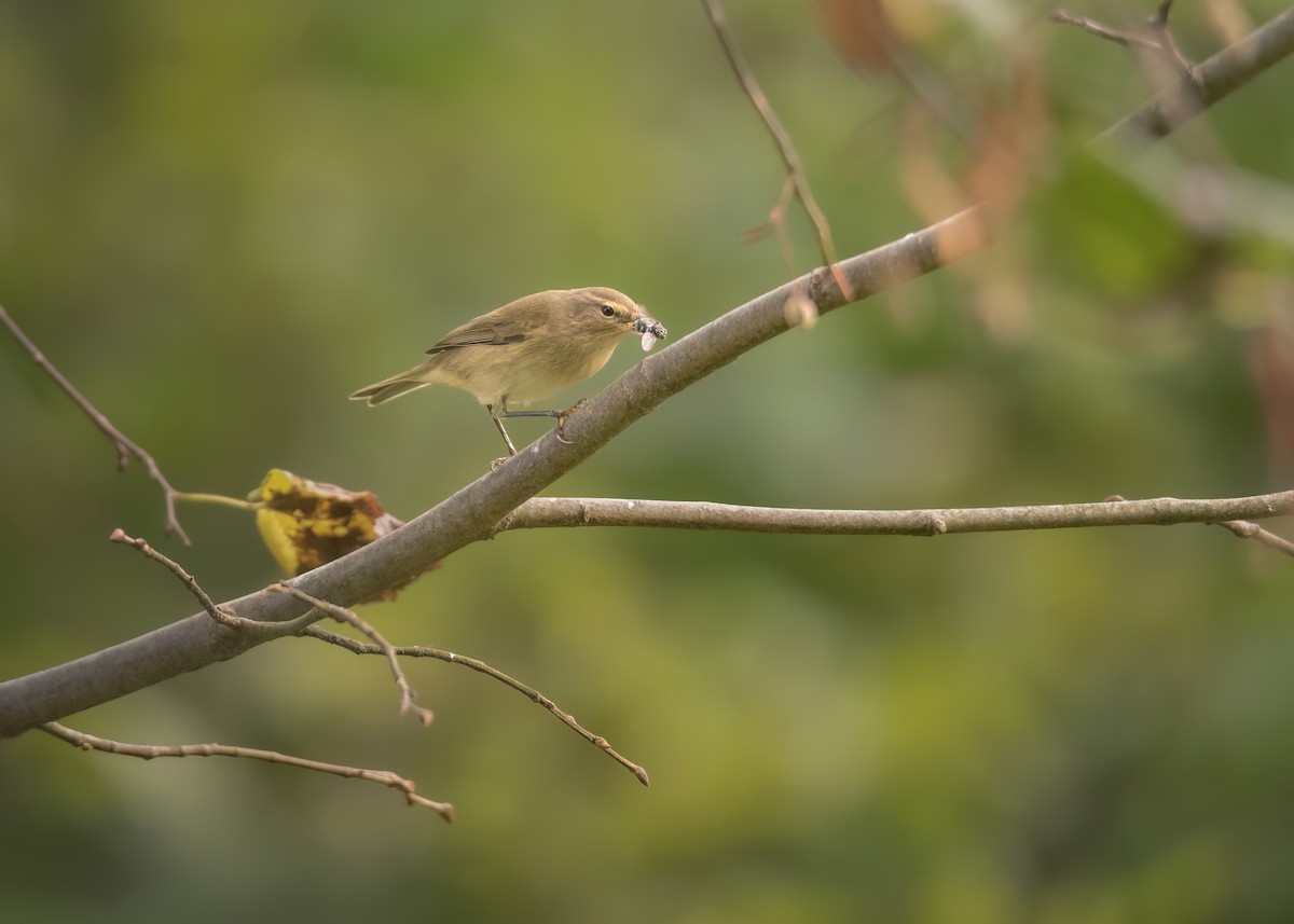 Common Chiffchaff - ML646402905