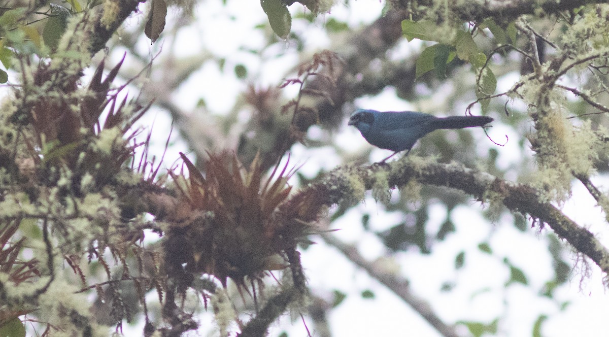 Turquoise Jay - ML646402906