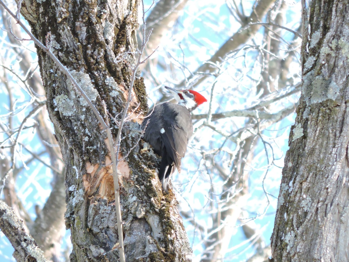 Pileated Woodpecker - ML646402907