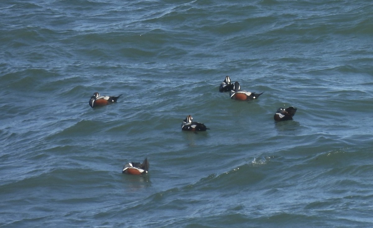 kačka strakatá - ML646402909