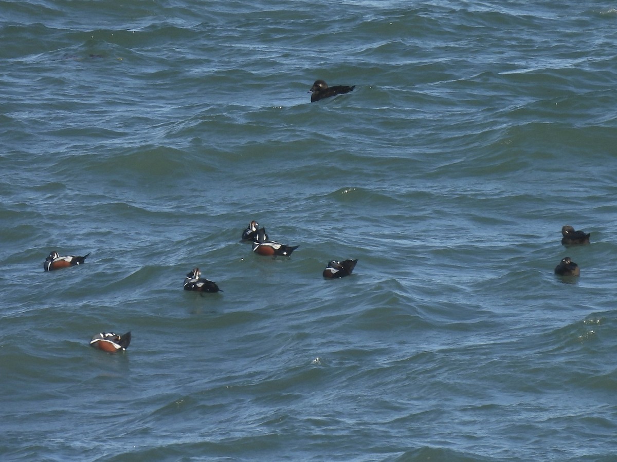 kačka strakatá - ML646402910