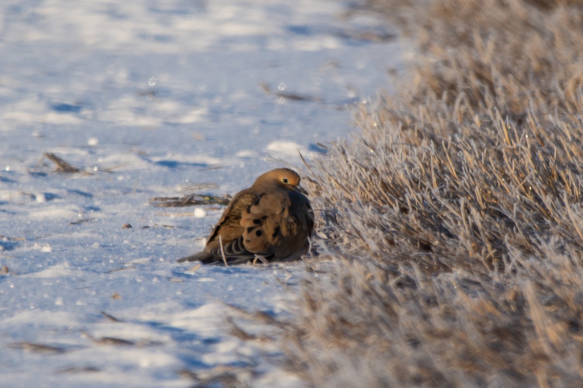 תורית אמריקנית - ML646402911
