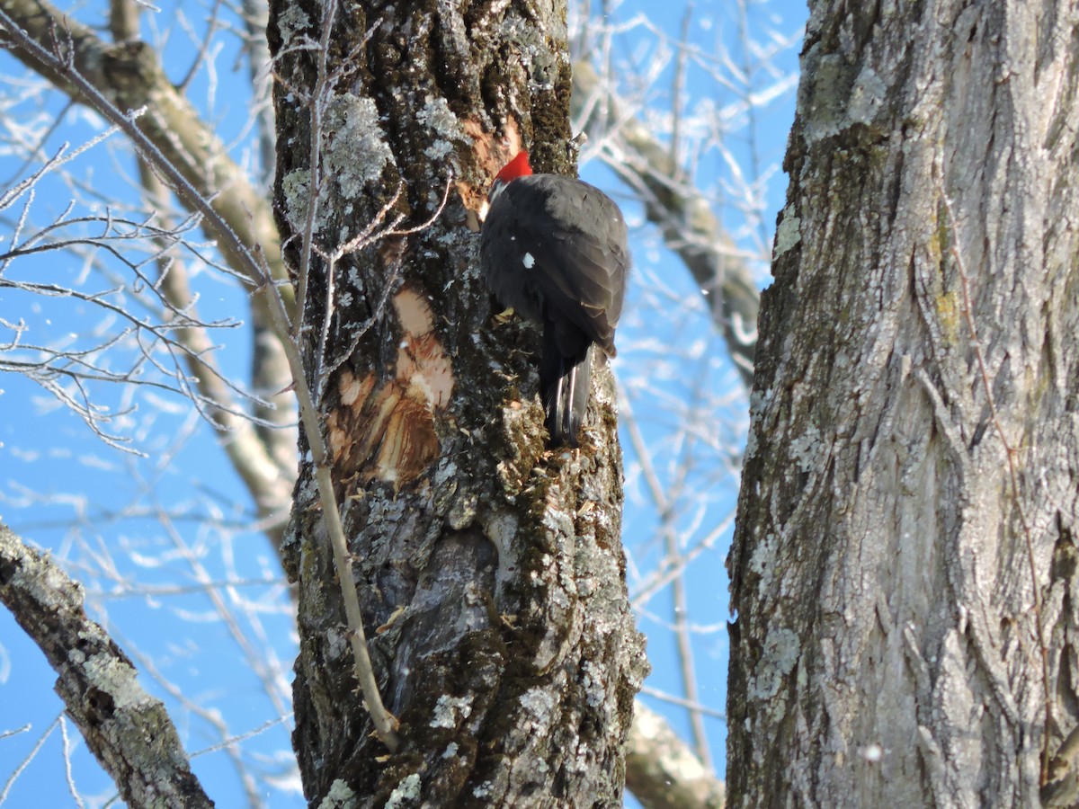 Pileated Woodpecker - ML646402912