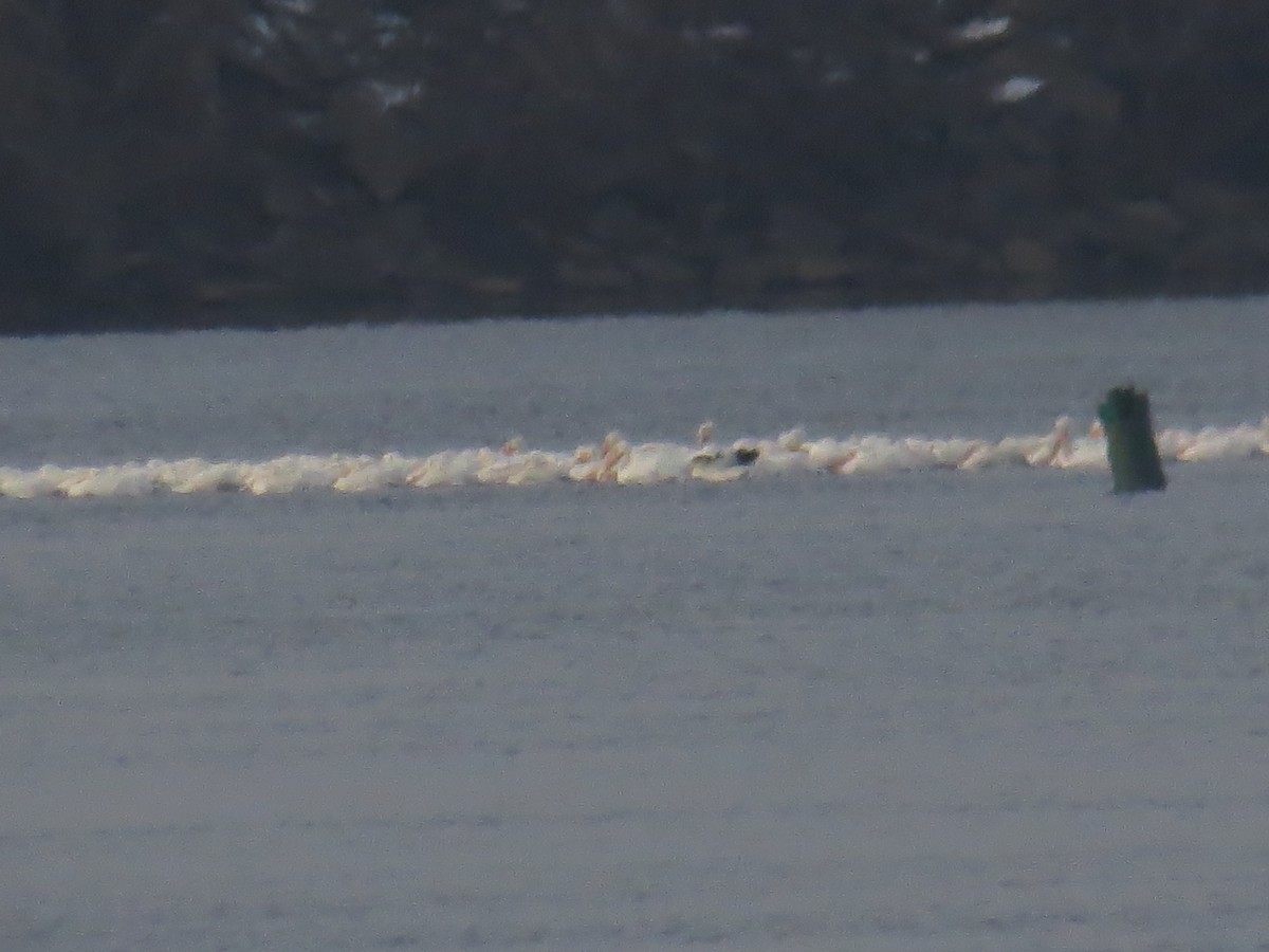 American White Pelican - ML646402913