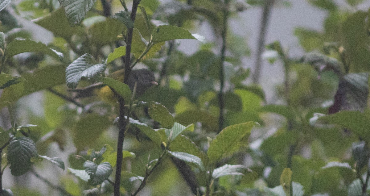 Pink-billed Cnemoscopus - ML646402914