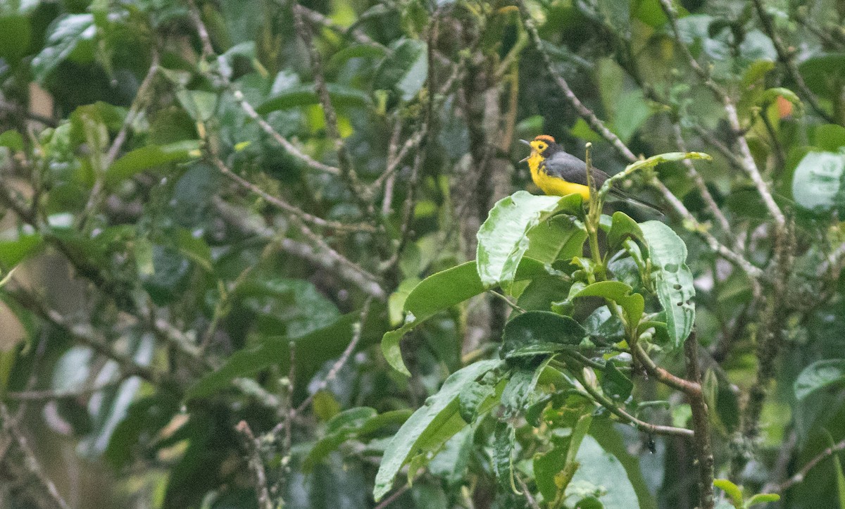 Spectacled Redstart - ML646402919
