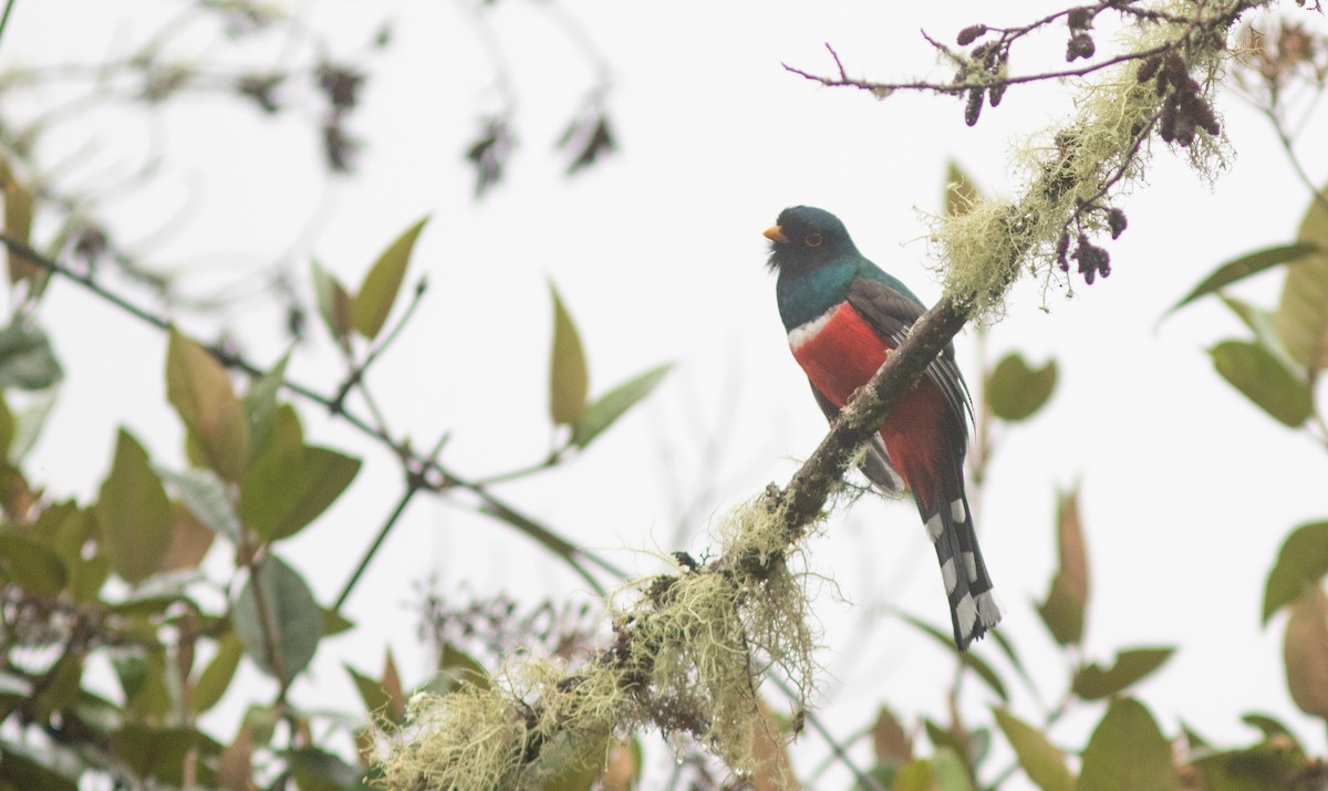 Masked Trogon - ML646402922