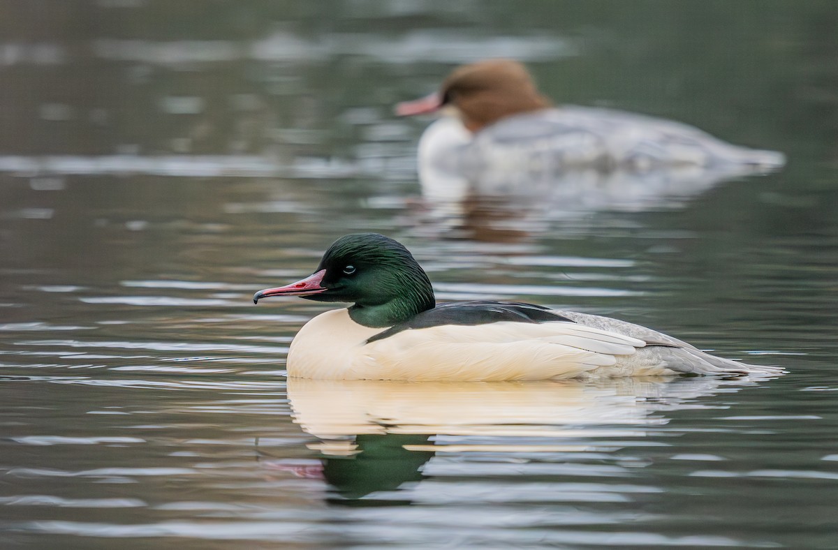 Common Merganser - ML646402923