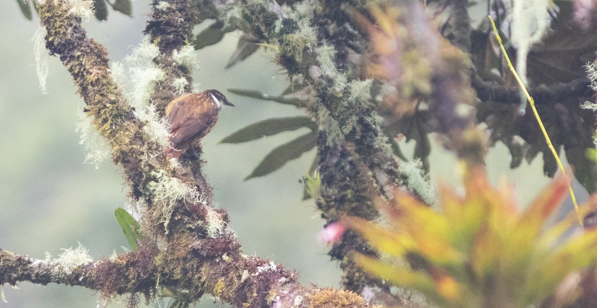 Streaked Tuftedcheek - ML646402929