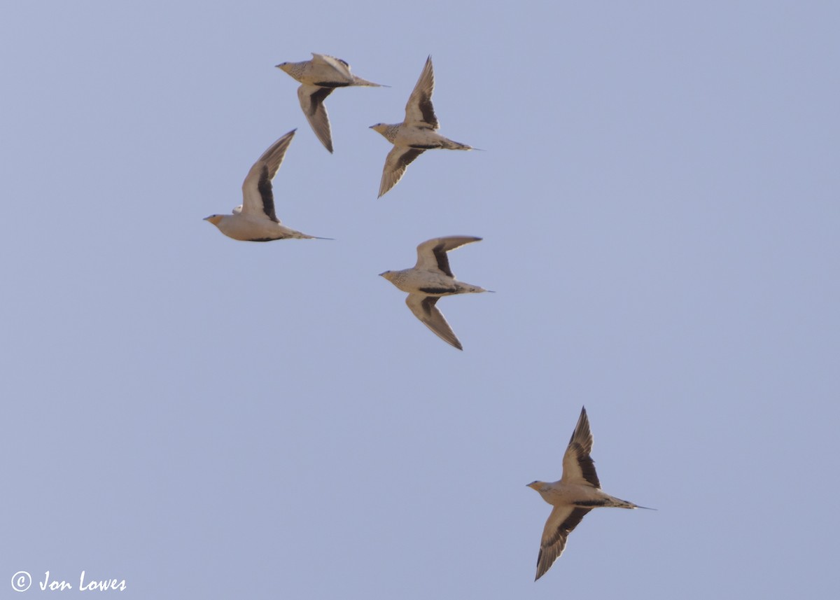 stepokur saharský - ML646402935