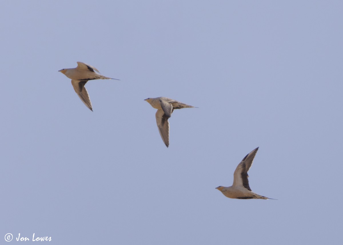 stepokur saharský - ML646402936