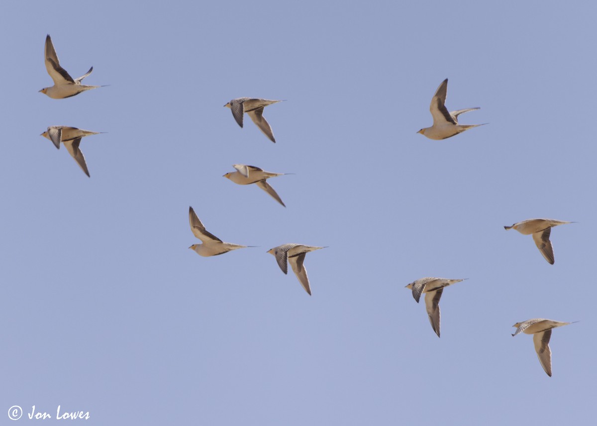 stepokur saharský - ML646402937