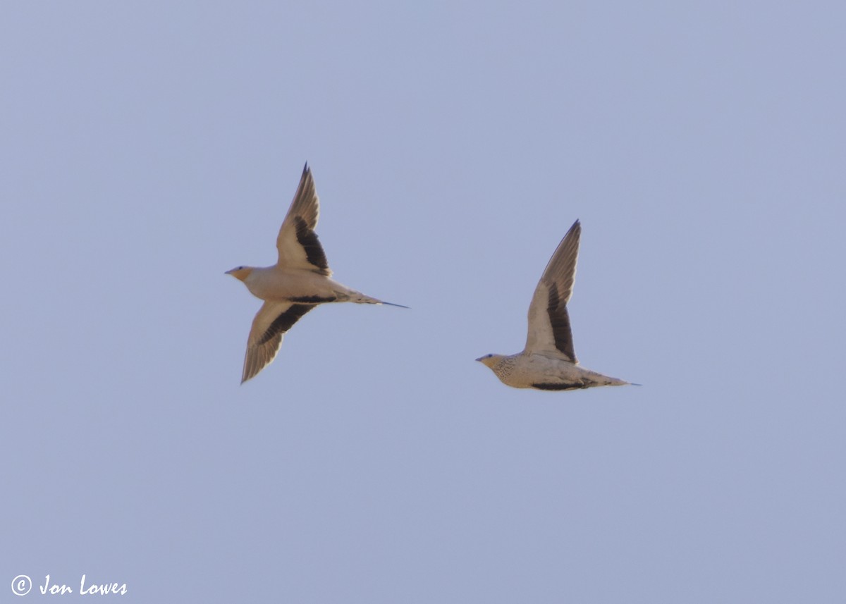 stepokur saharský - ML646402938