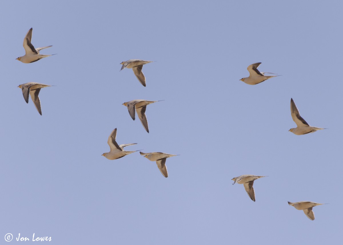 stepokur saharský - ML646402939