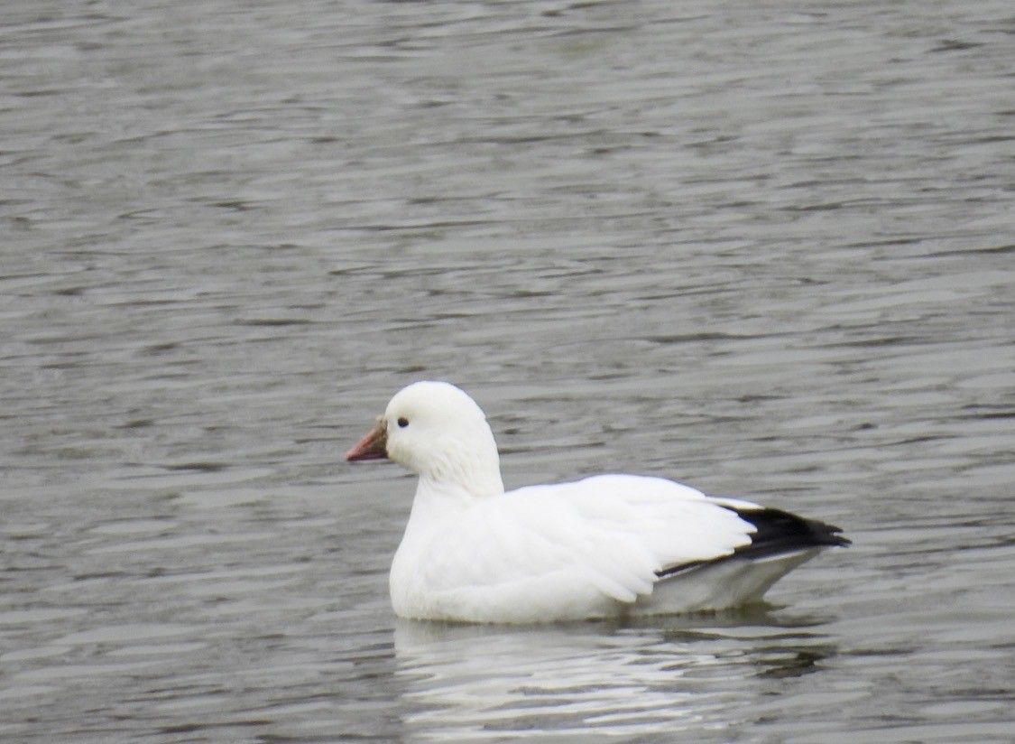 Ross's Goose - ML646402941