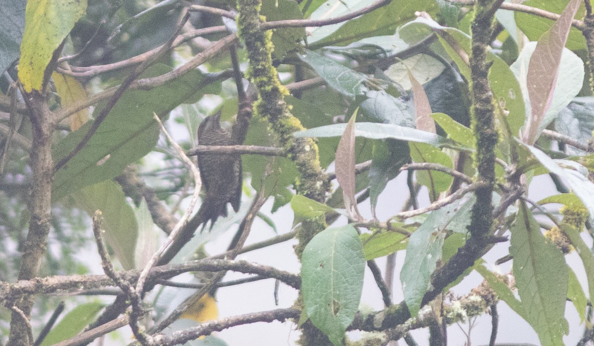 Bar-bellied Woodpecker - ML646402942