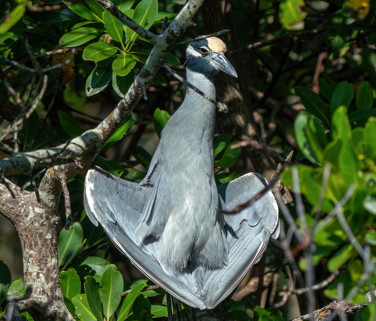 Yellow-crowned Night Heron - ML646402944