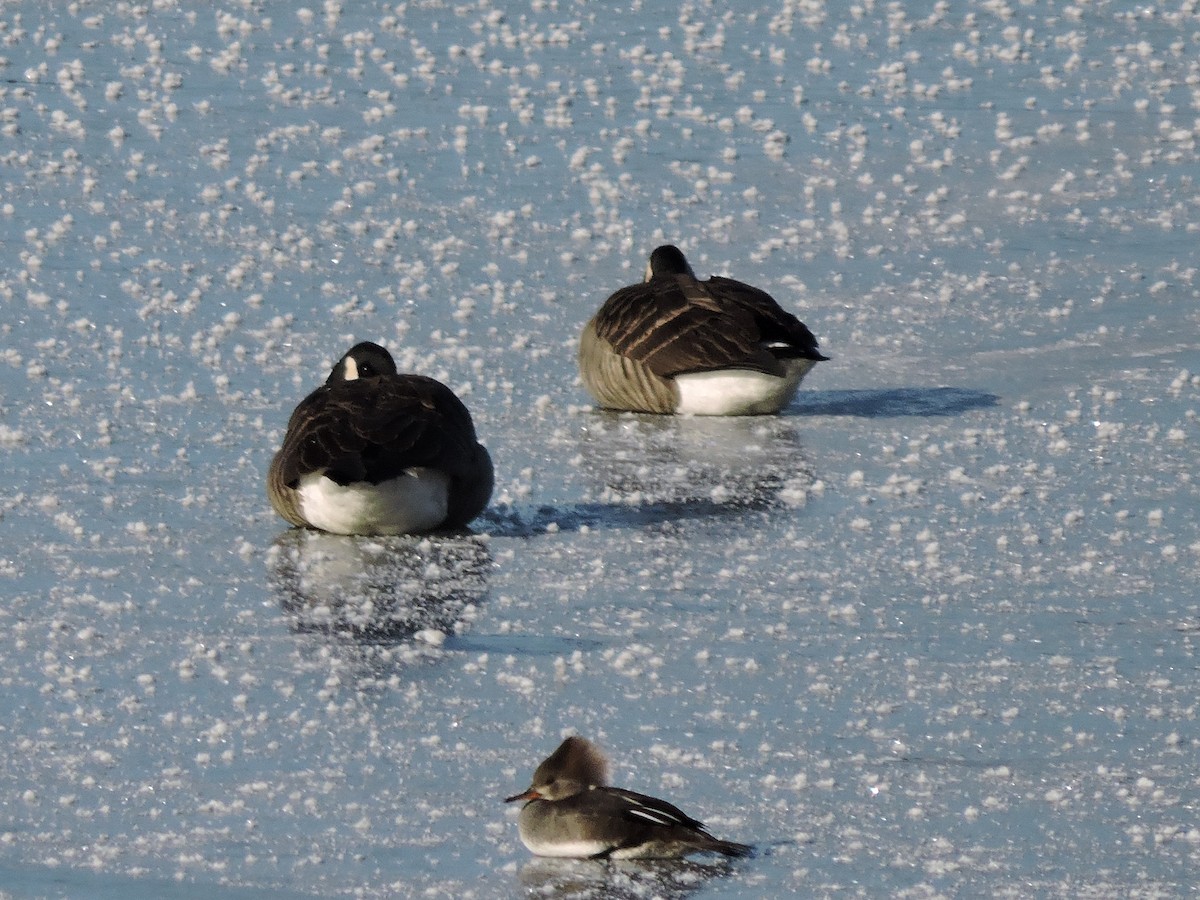 Hooded Merganser - ML646402945