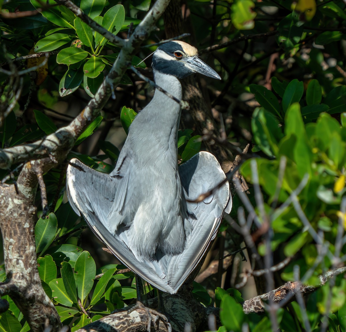 Yellow-crowned Night Heron - ML646402947
