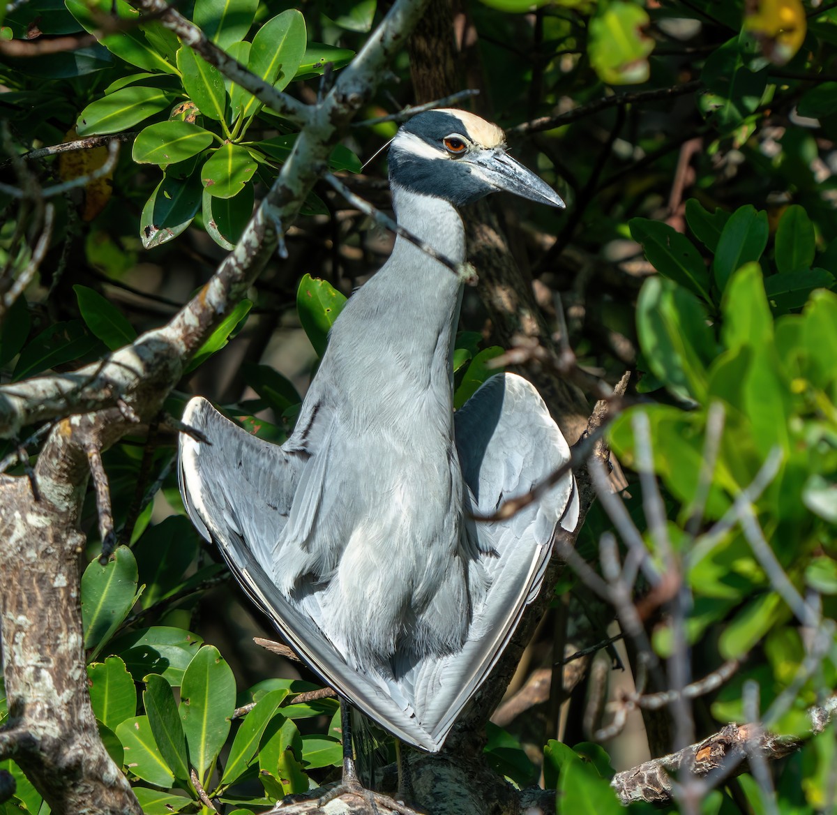 Yellow-crowned Night Heron - ML646402949